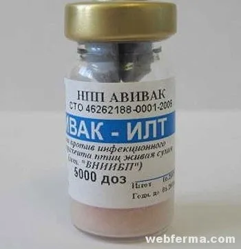 Ларинготрахеїт у курей симптоми і лікування хвороби (лікування) Ларинготрахеїт у курей симптоми і лікування хвороби