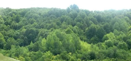 Лікування фарінгомікоза і його симптоми (симптоми) Лікування фарінгомікоза і його симптоми