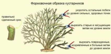 Перстач посадка і догляд у відкритому грунті поради квітникарів (поради) Перстач посадка і догляд у відкритому грунті поради квітникарів