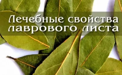 Лавровий лист для чищення суглобів, рецепти та відгуки (лавровий) Лавровий лист для чищення суглобів, рецепти та відгуки