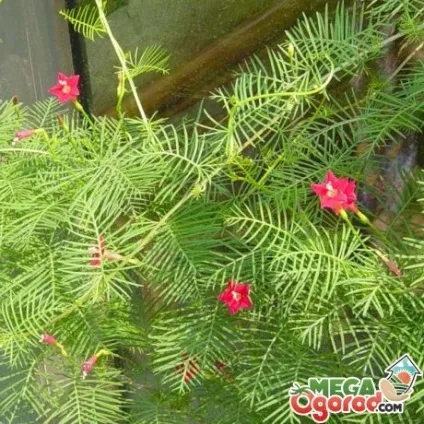Квамокліт перистий опис виду, умови вирощування та способи розмноження (квамокліт) Квамокліт перистий опис виду, умови вирощування та способи розмноження