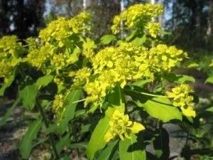 Лікування мієломної хвороби народними засобами (хвороби) Лікування мієломної хвороби народними засобами