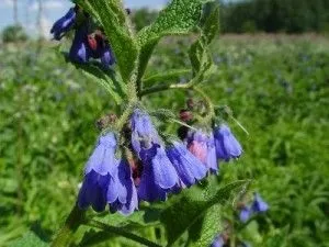 Лікування мієломної хвороби народними засобами (лікування) Лікування мієломної хвороби народними засобами