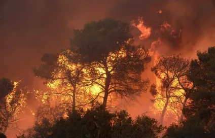 Лісова пожежа як врятуватися (лісовий) Лісова пожежа як врятуватися