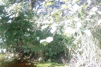 Літні жерлиці на щуку (щуку) Літні жерлиці на щуку