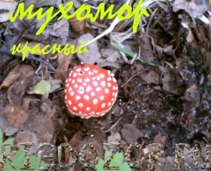 Лікування мухомором червоним, настоянка на мухоморі (мухоморі) Лікування мухомором червоним, настоянка на мухоморі