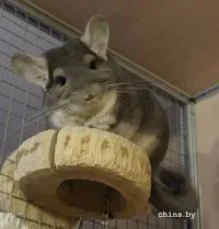 Линька у шиншили