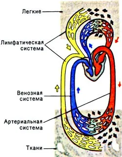 Лімфообіг - клуб прихильників здорового способу життя (лімфа) Лімфообіг - клуб прихильників здорового способу життя