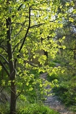 Липа - дерево лікувальний