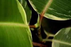 Листя фікуса чому жовтіє і опадає листя у фікусів корисні кімнатні рослини (чому жовтіє і опадає листя у фікусів?) Листя фікуса чому жовтіє і опадає листя у фікусів корисні кімнатні рослини
