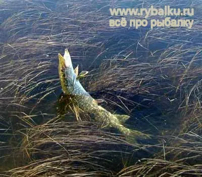 Ловля риби влітку - все про рибалку (щука) Ловля риби влітку - все про рибалку
