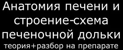 Лімфатична система печінки
