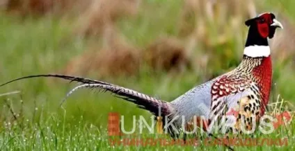 Ловля фазанів без використання летального зброї (місце) Ловля фазанів без використання летального зброї