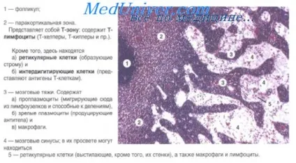 Лімфатичні вузли