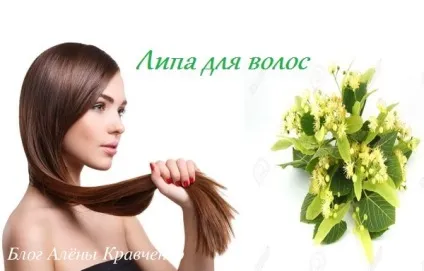 Липа для волосся або квіти липи - відвар, ополіскування, фарбування, блог Олени Кравченко (липа) Липа для волосся або квіти липи - відвар, ополіскування, фарбування, блог Олени Кравченко