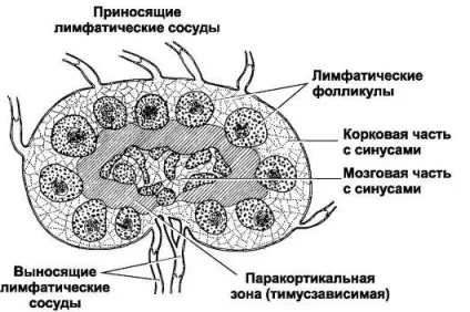 Лімфатичний вузол