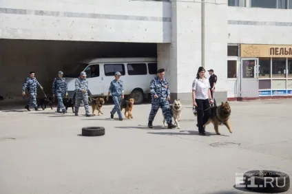 Ловили злочинців і шукали наркотики службові собаки влаштували цирк на вокзалі (наркотики) Ловили злочинців і шукали наркотики службові собаки влаштували цирк на вокзалі