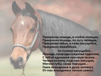 кінський свято