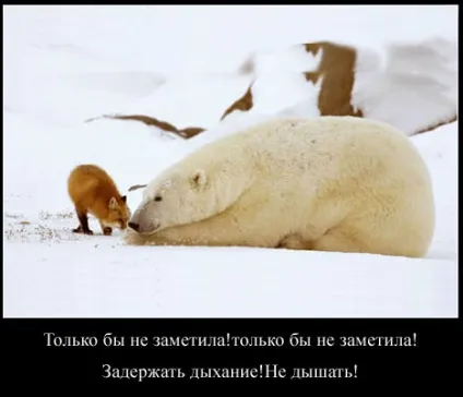 Лисиця - как она есть - все найцікавіше! (Лисиця) Лисиця - как она есть - все найцікавіше!