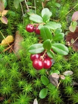 Люмбаго лікування народними засобами (лікування) Люмбаго лікування народними засобами