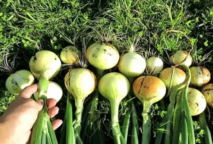 Лук посадка і догляд у відкритому грунті, озимий та весняний посів (озимий) Лук посадка і догляд у відкритому грунті, озимий та весняний посів