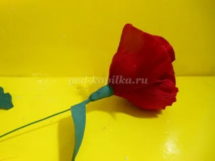 Маки з креповой паперу своїми руками (своїми) Маки з креповой паперу своїми руками