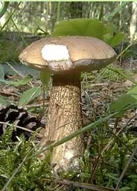 Жовчний гриб (tylopilus felleus)