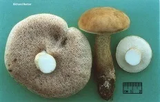 Жовчний гриб (tylopilus felleus)