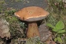 Жовчний гриб (tylopilus felleus)