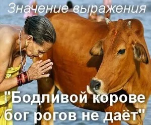 Значення приказки битливій корові бог рогів не дає значення і сенс (що означає) Значення приказки битливій корові бог рогів не дає значення і сенс