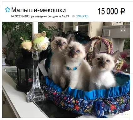 Меконгский бобтейл опис породи кішок, характер, відгуки, фото (меконгский) Меконгский бобтейл опис породи кішок, характер, відгуки, фото