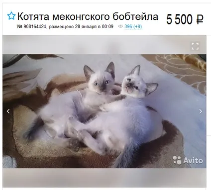 Меконгский бобтейл опис породи кішок, характер, відгуки, фото (годування меконзьких бобтейла) Меконгский бобтейл опис породи кішок, характер, відгуки, фото