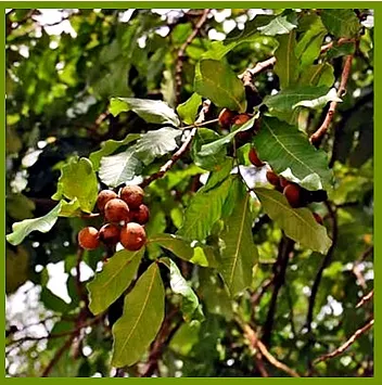 Мильне дерево мукороссі (sapindus mukorossi) (мильне) Мильне дерево мукороссі (sapindus mukorossi)