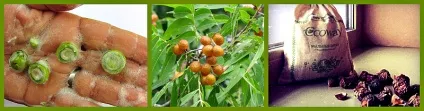 Мильне дерево мукороссі (sapindus mukorossi) (мильне дерево фото і опис) Мильне дерево мукороссі (sapindus mukorossi)
