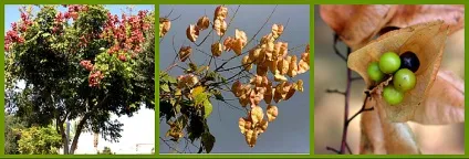 Мильне дерево мукороссі (sapindus mukorossi) (sapindus) Мильне дерево мукороссі (sapindus mukorossi)