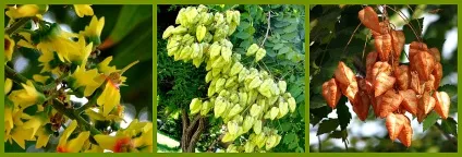 Мильне дерево мукороссі (sapindus mukorossi) (дерево) Мильне дерево мукороссі (sapindus mukorossi)