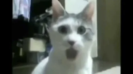 мем кота