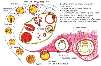механізм зачаття