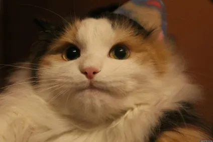 Мем кота фото