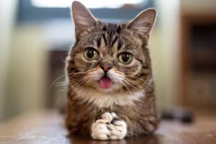 мем кота