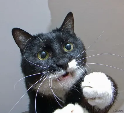 мем кота