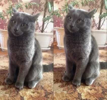 мем кота