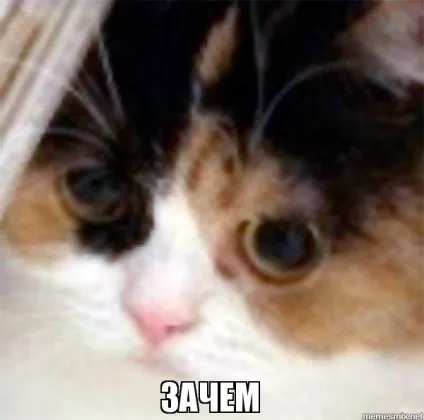 Мем кота фото
