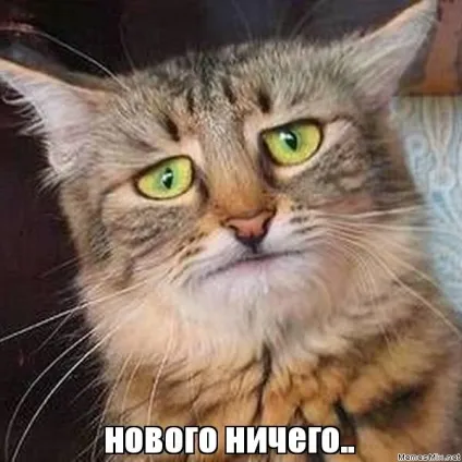 Мем кота фото