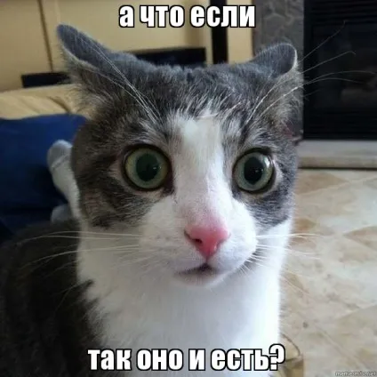 Мем кота фото