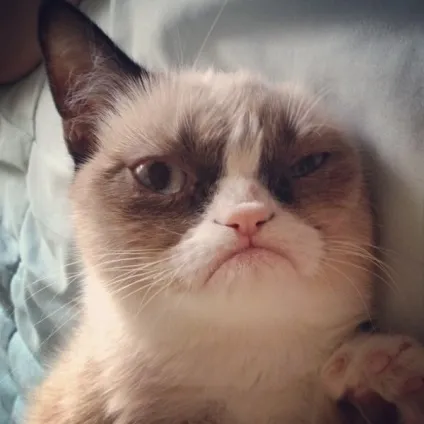 Мем кота фото