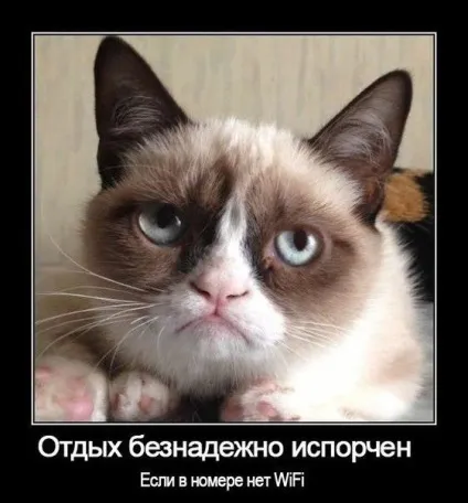 мем кота