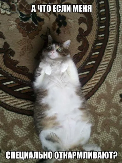 мем кота