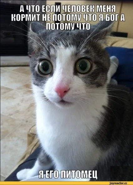 мем кота