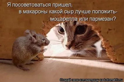 Можуть ли подружитися кішка з мишкою (кішка) Можуть ли подружитися кішка з мишкою